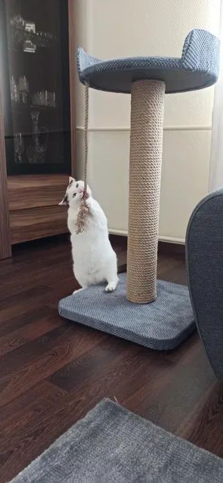 Drapak 95 cm – Długi Słup i Legowisko z Wejściem NR33W - obrazek 2