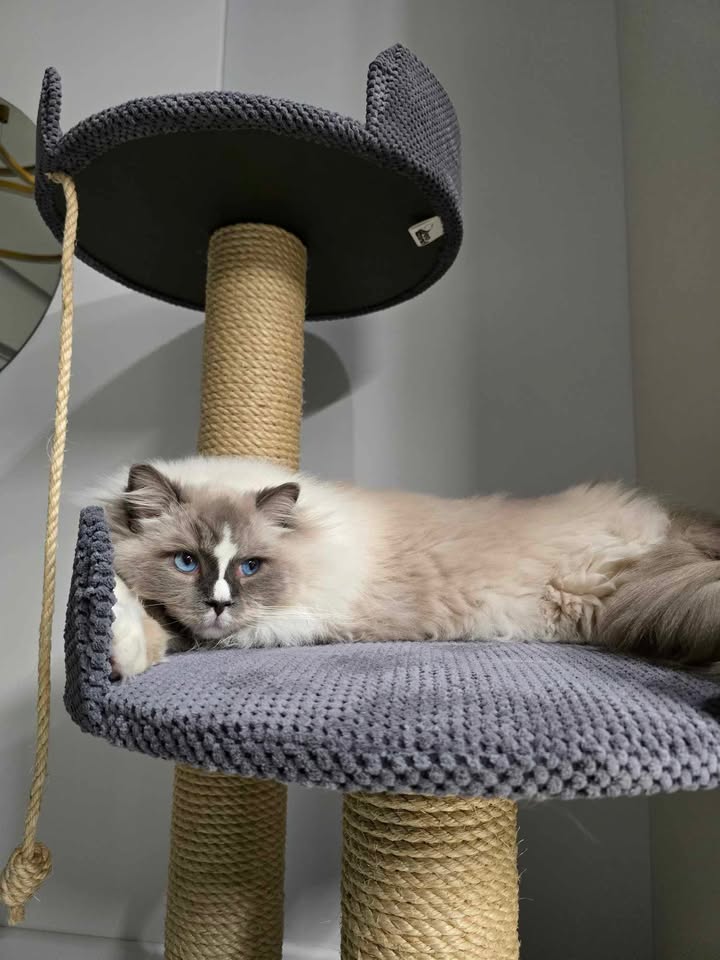 Drapak 120 cm – Wersja XXL dla Dużych Ras NR3 - obrazek 2