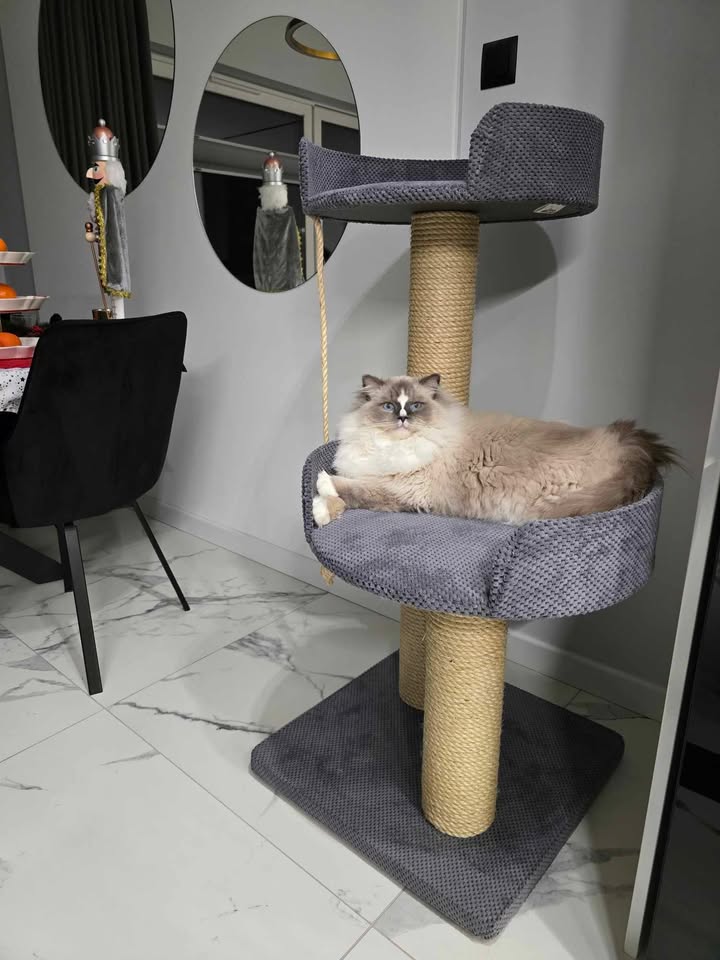 Drapak 120 cm – Wersja XXL dla Dużych Ras NR3