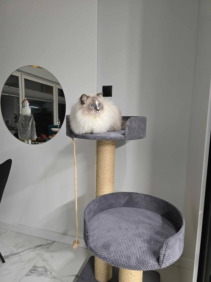 Drapak 120 cm – Wersja XXL dla Dużych Ras NR3 - obrazek 3